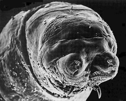  not at the front of the face, but instead deep inside the maggot's body: