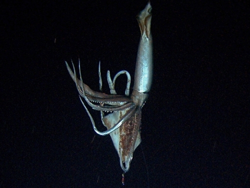 giant squid NHK Disc Chan